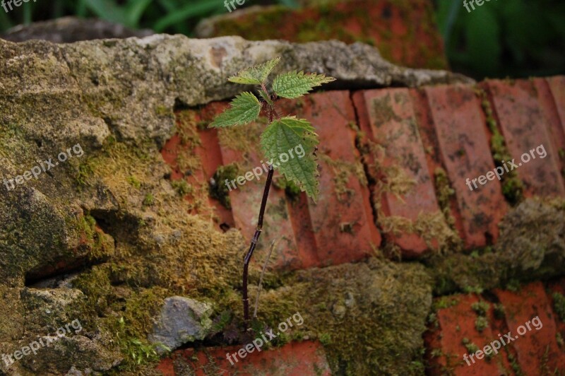 Nettle Brick Plant Green Stinging Nettle