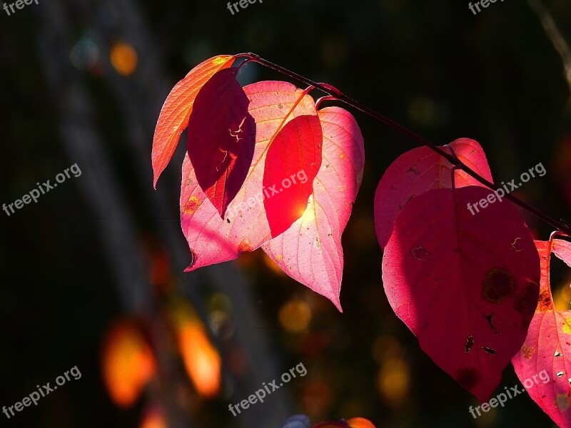 Autumn Fall Red Leaves Tree