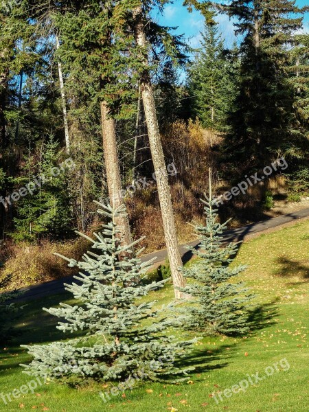 Firs Trees Garden Nature Spruce