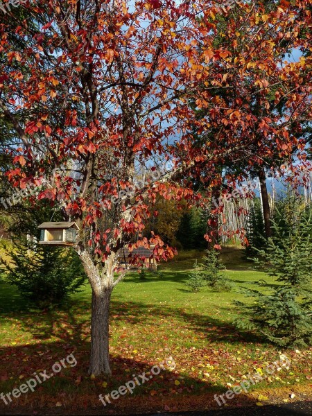 Autumn Fall Red Leaves Tree