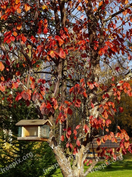 Autumn Fall Red Leaves Tree