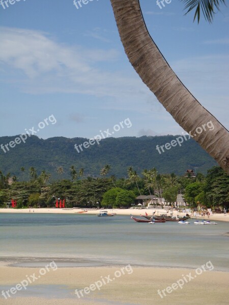 Beach Palm Sea Island Thailand