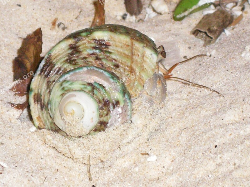 Snail Crab Shell Sea Ocean