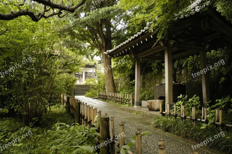 Kamakura Natural Temple Ankokuron-ji Plant