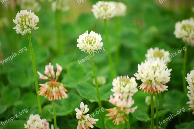 White Clover Clover Natural Flowers Free Photos