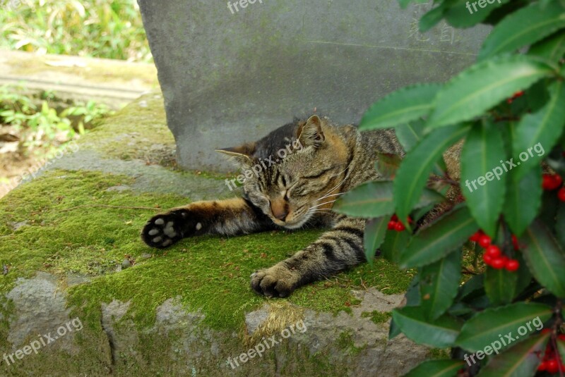 Cat Sleep Kawagoe Garden Free Photos