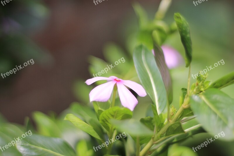 Flower Indian Seasonal Nature Floral