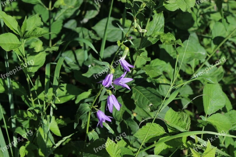 Nature Violet Green Flower Plant