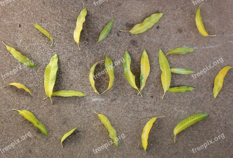 Love Leaves Mango Leaves Romantic Design