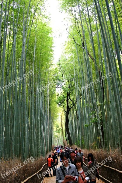 Bamboo Forest Sagano Forest Kyoto Arashiyama