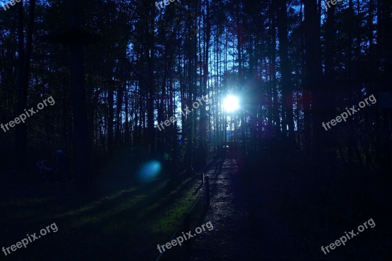 Forest Trees Sunrays Sunset Sunrise