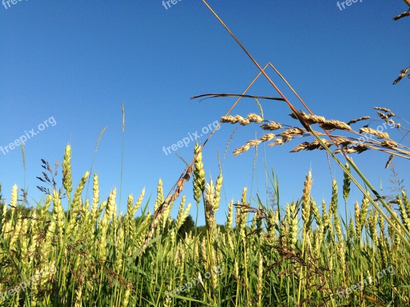 Late Summer Field Wheat Blue Himmel