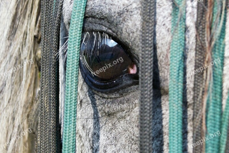 Horse Eye Saddle-cloth View Algae