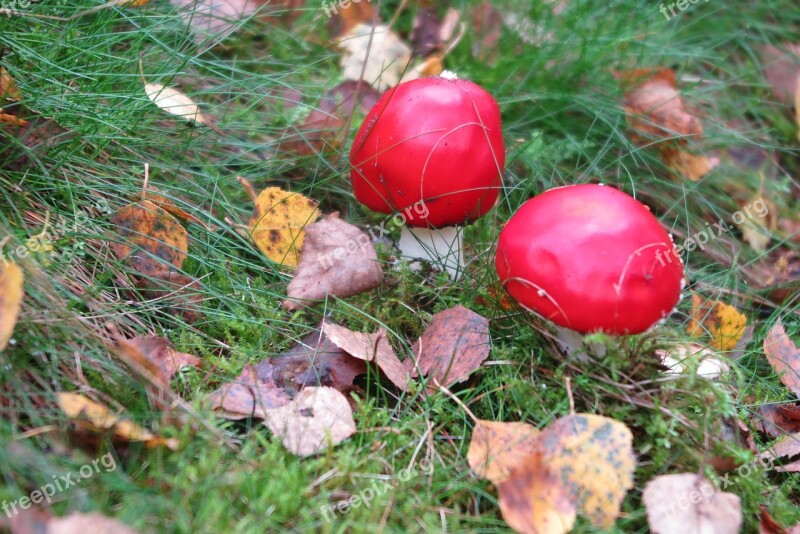 Fly Agaric Nature Autumn Autumn Leaves Red