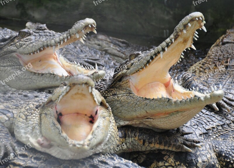 Crocodile Animals Crocodile Farm Teeth Free Photos