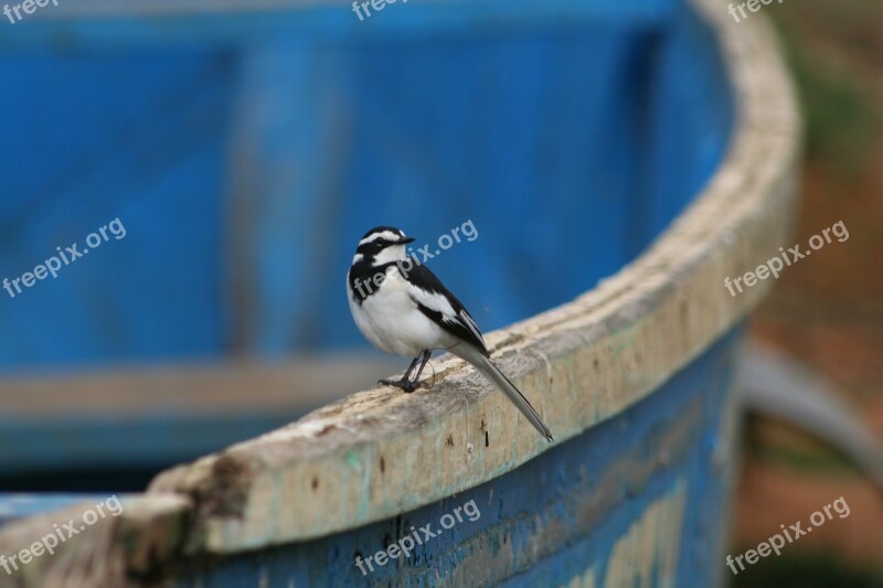 African Pied Wagtail Bird Small Bird African Bird Africa