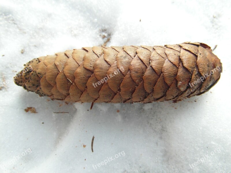 Pine Cones Pine Large Christmas Decoration