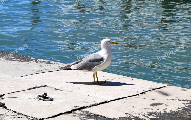 Seagull Sea Water Paws Beak