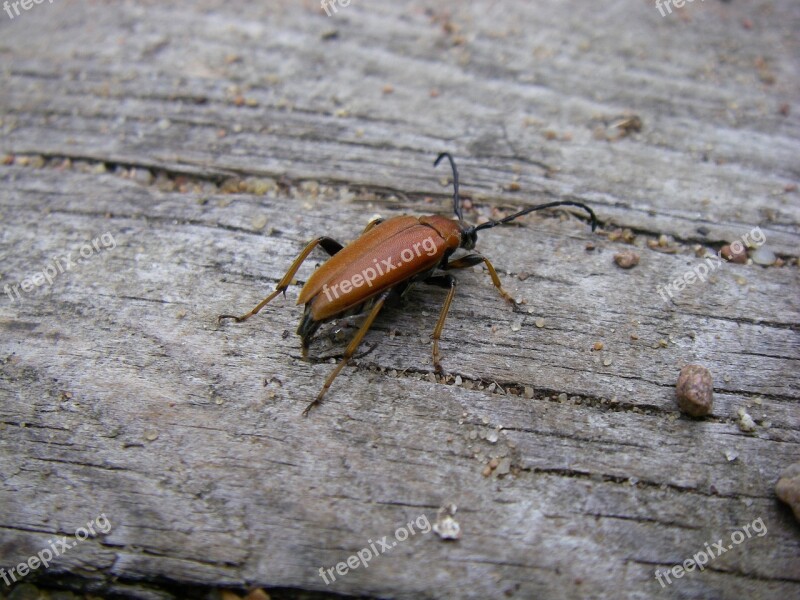 Beetle Longhorn Female Bug Insect