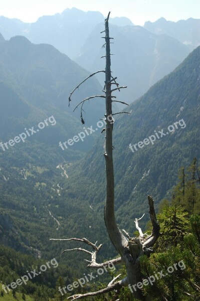 Tree Dead Slovenia Alps Landscape