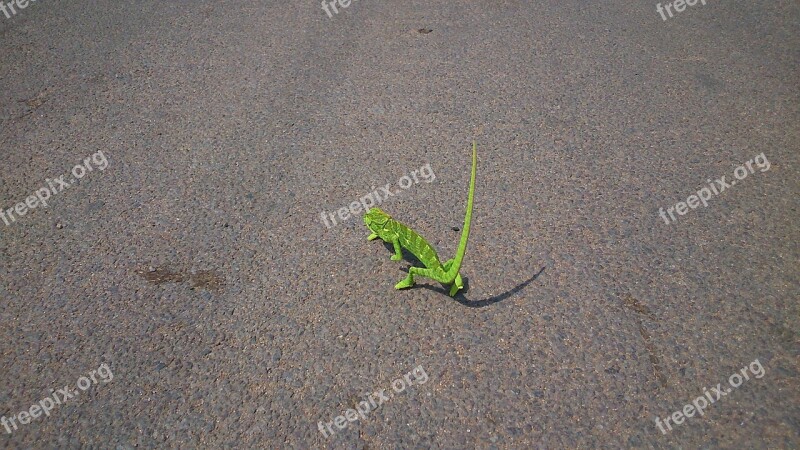 Chameleon Reptile Lizard Green Lone