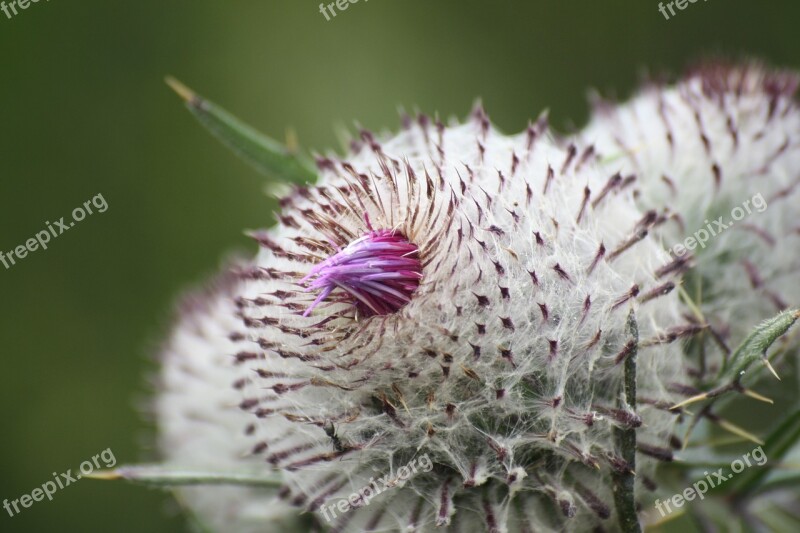 Thistle Alps Mountain France Hautes Alpes