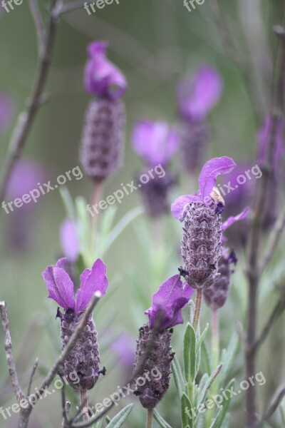 Wild Flower Mountain Alps Nature Pink