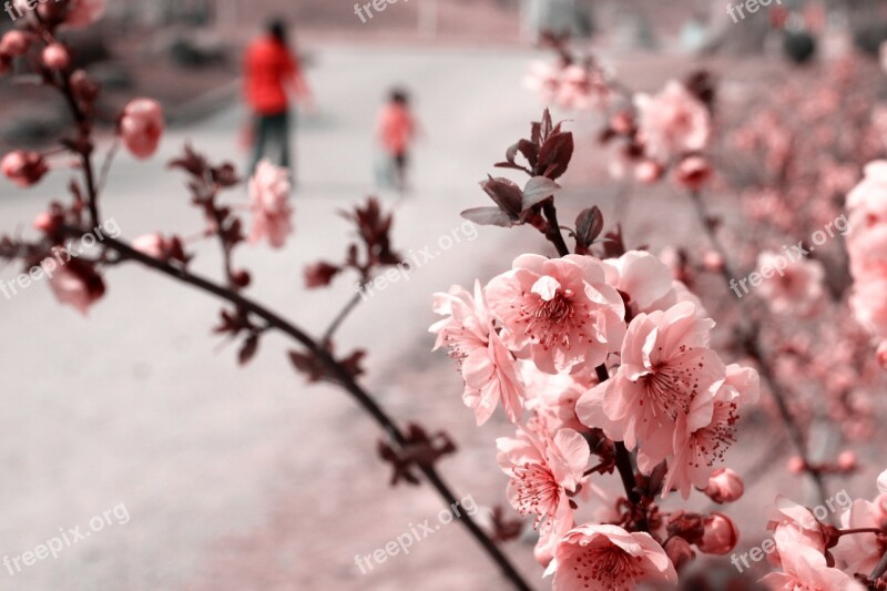 The Scenery Plant Flowers Fresh Flower