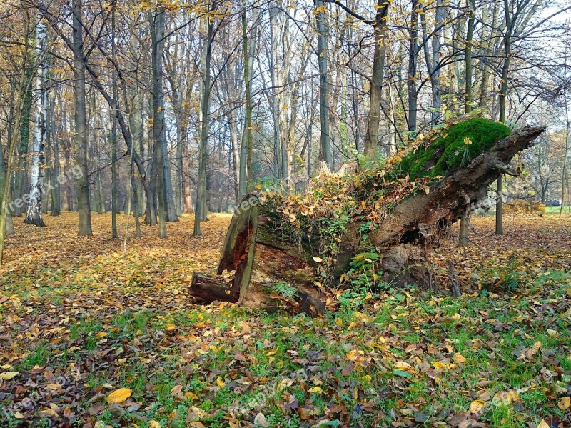 Park Forest Tree Foliage Nature