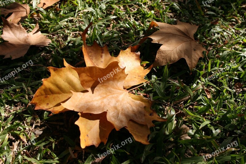 Leaves Dried Garden Free Photos