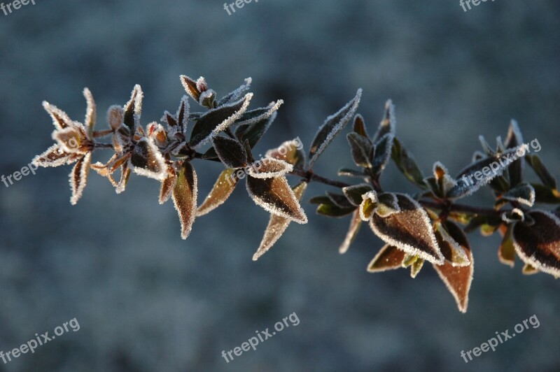 Plant Winter Frost Seasonal Frozen