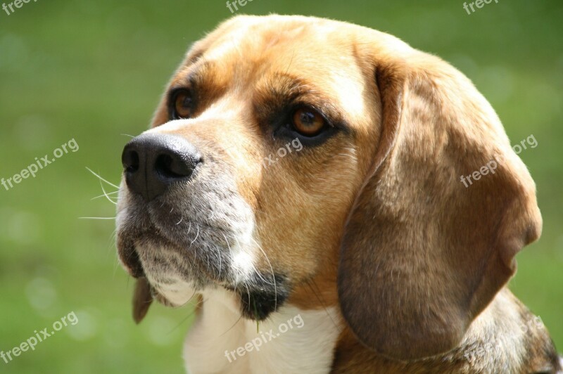 Beagle Dog Pet Best Buddy Dogs