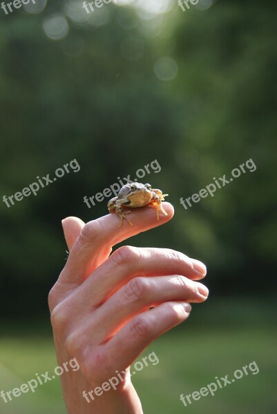 Frog Nature Little Frog Free Photos