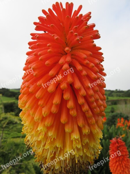 Flower Torch Lily Red Hot Poker Kniphofia Caulescens