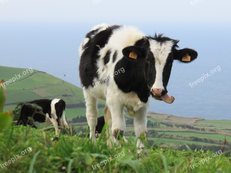 Calf Cow Tongue Pasture Hill