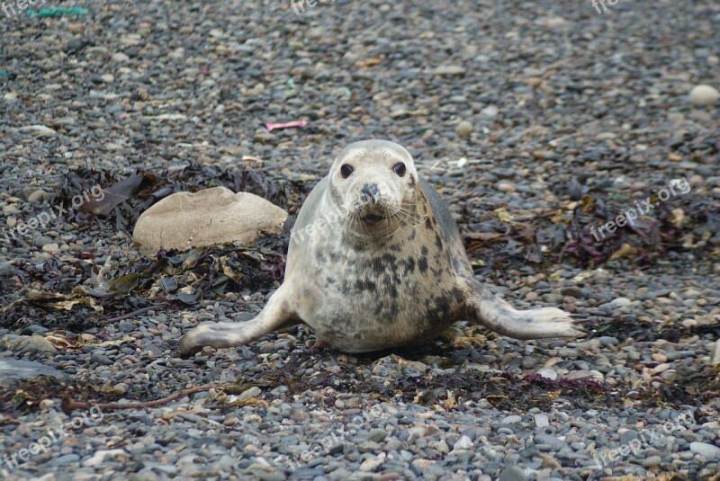 Seal Common Seal Mammal Wildlife Marine