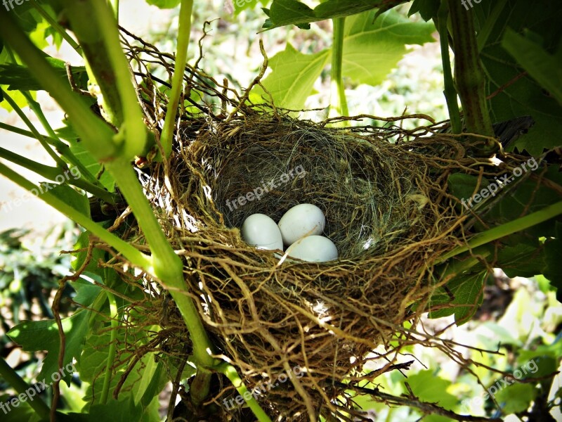 Nest Eggs Life Tree Branches