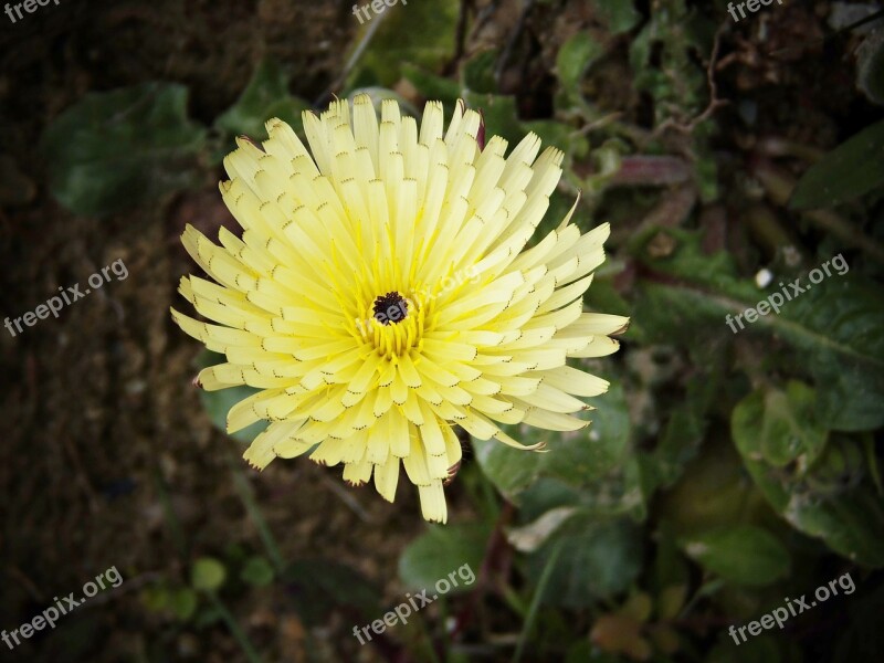 Urospermum Dalechampii Yellow Flower Field Wild Flower Yellow