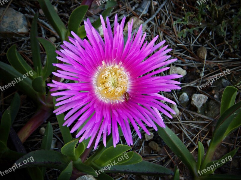 Flower Garden Carpobrotus Edulis Flower Cat's Claw Exterior Flower Intense Color