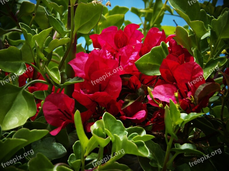 Bougainvillea Garden Garden Fence Colorful Green And Red