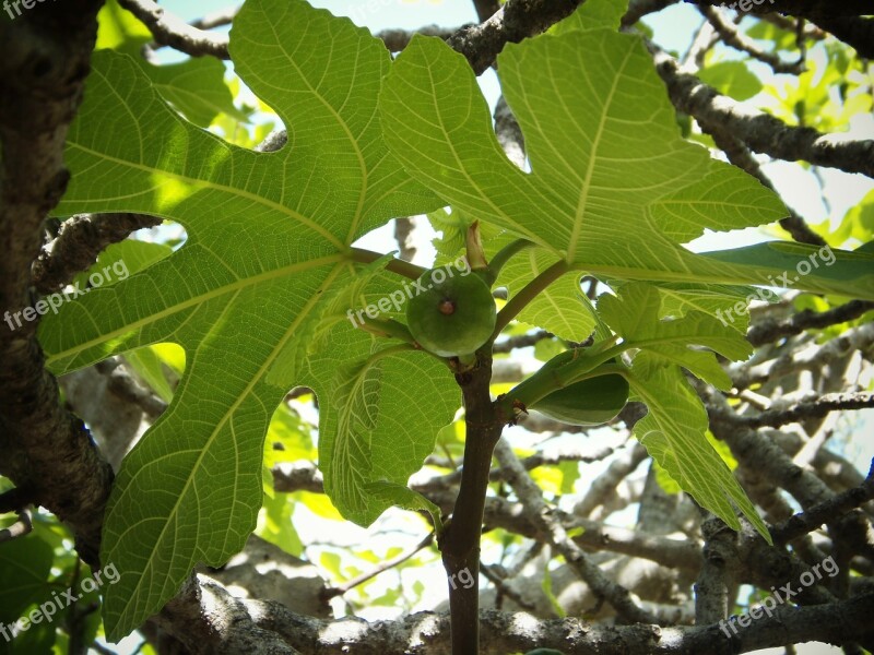 Fig Tree Green Leaves Fruit Figs Field