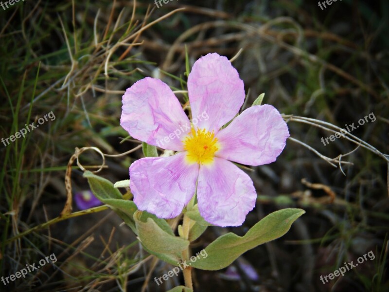 White Jara Cistus Albidus Wild Flower Mediterranean Mountain