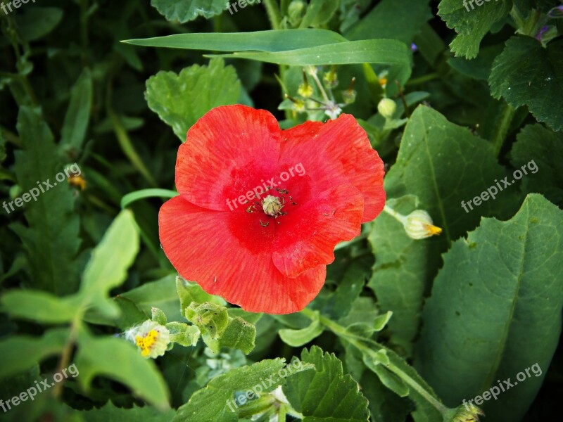 Poppy Red Wild Field Spring