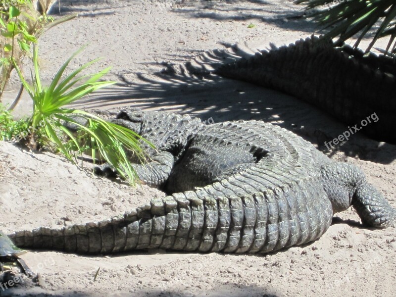 Alligator Crocodile Tail Free Photos