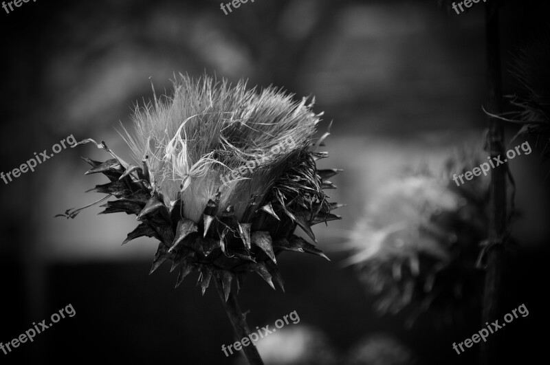 Winter Plant Wild Artichoke Black And White Nostell Priory