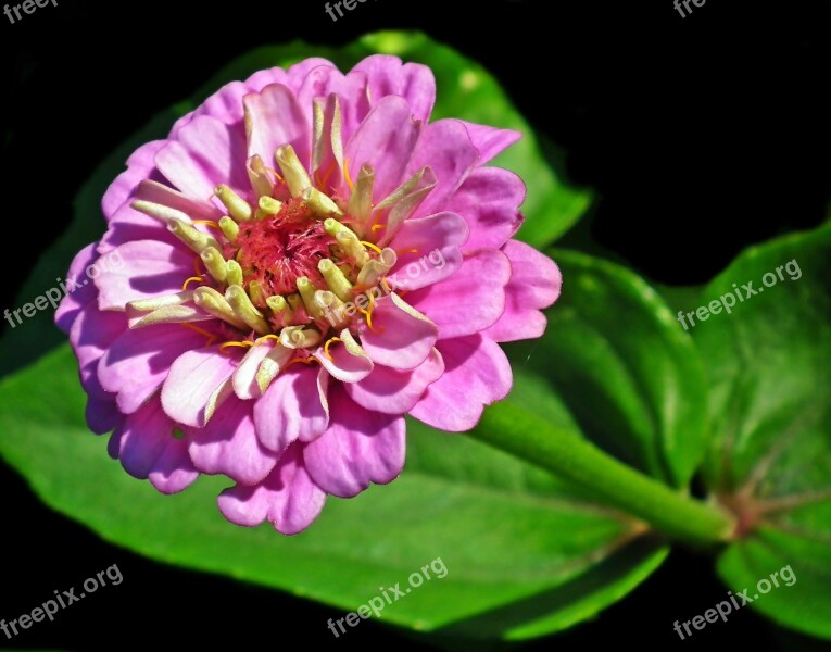 Zinnia Flower Nature Summer Garden