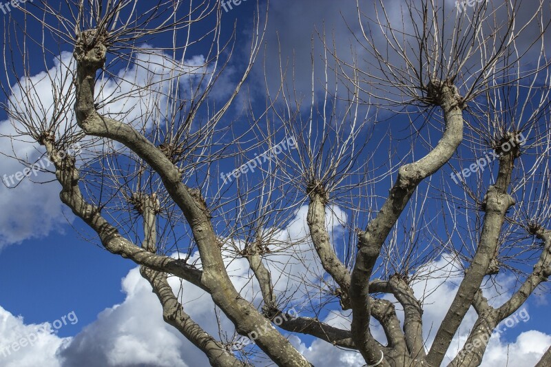 Dry Tree Sky Cloud Landscape Nature