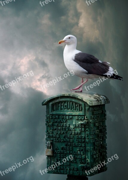 Seagull Bird Sky Birds The Gloomy Sky