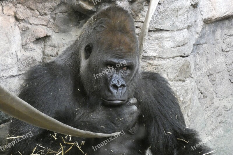 Gorilla Male Look Zoo Head