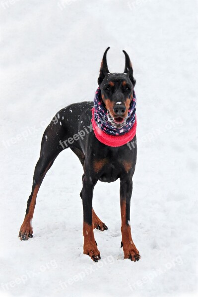 Doberman Snow Dog Scarf Free Photos